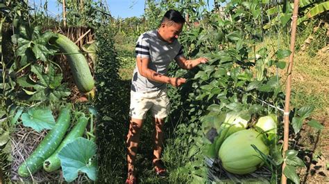 The Bees and a Vegetable Garden in the Philippines.